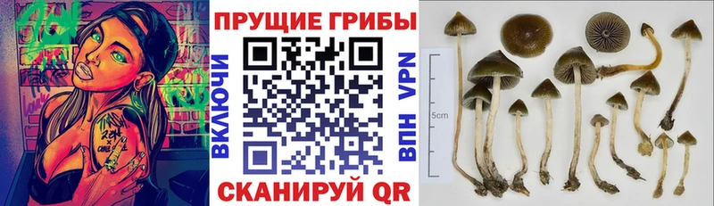 Псилоцибиновые грибы прущие грибы  Старая Русса 